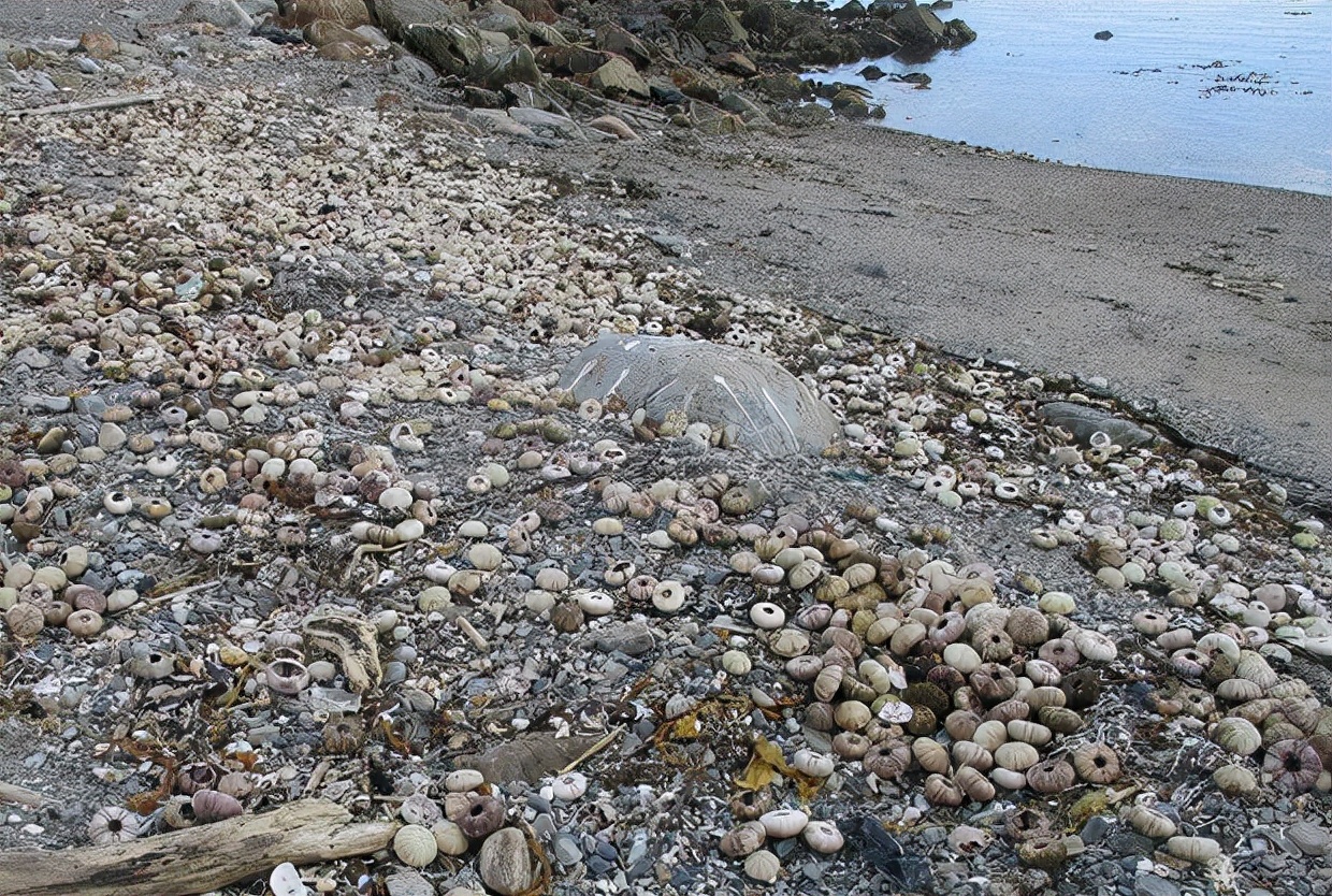 受赤潮影响的鱼可以吃吗,日本海水核污染鱼还能吃吗