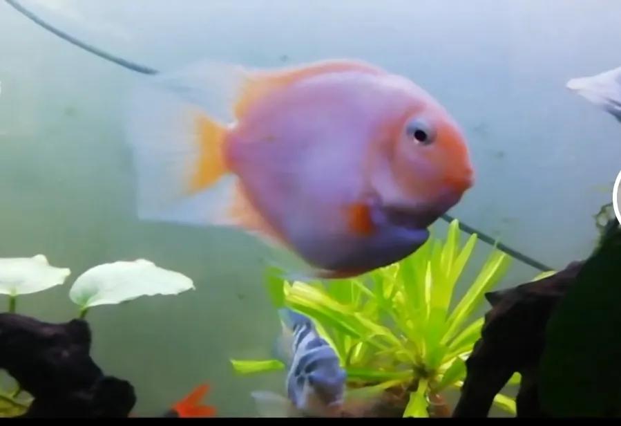 鹦鹉鱼可以跟迷你鹦鹉鱼一起养吗,迷你鹦鹉鱼和鹦鹉鱼能混合吗