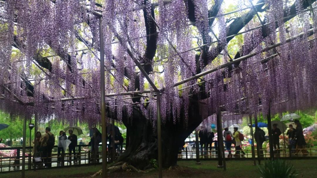 网红古树紫藤花,网红紫藤花