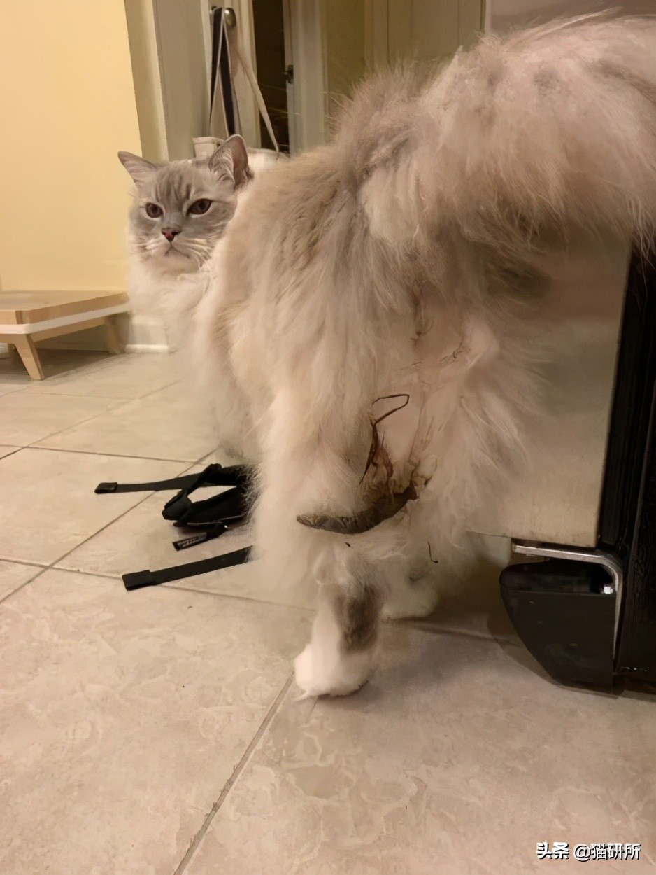 猫咪老是把屎踩的到处都是,猫咪踩屎在脚上