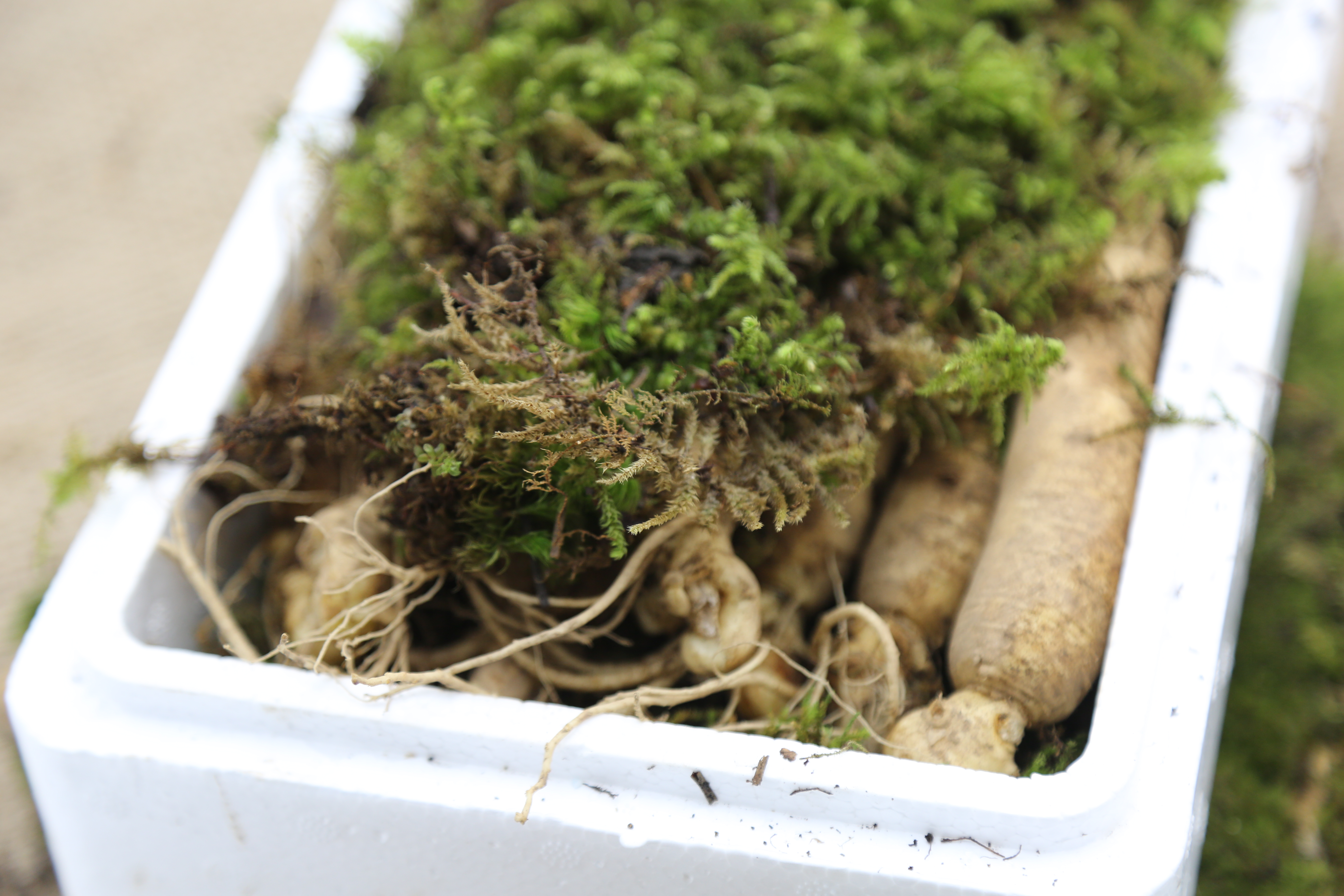 鲜参怎么保存,鲜参怎么保存放盒子