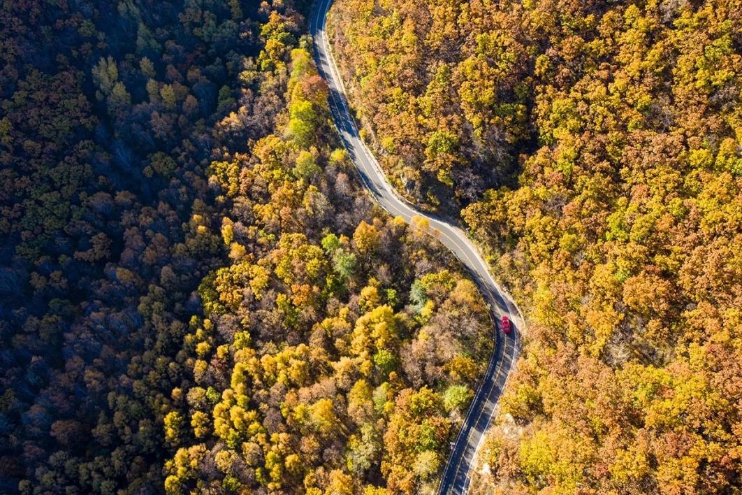 北京磨盘柿子采摘季节,磨盘柿子最佳采摘期