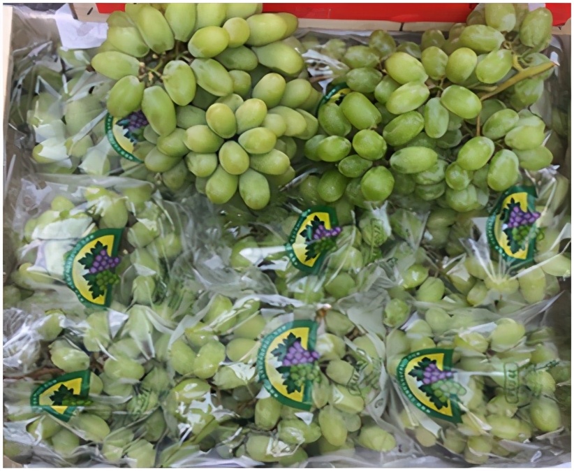 进口提子哪些品种 (进口提子品种及图解)