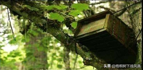 排棺葬的最佳方法,悬棺葬的详细流程