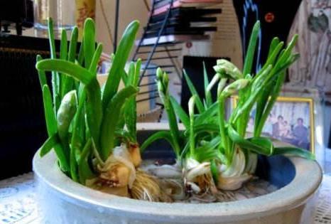 水仙花该怎么养？买回的种球跟着4步走，秋天种植冬天开花