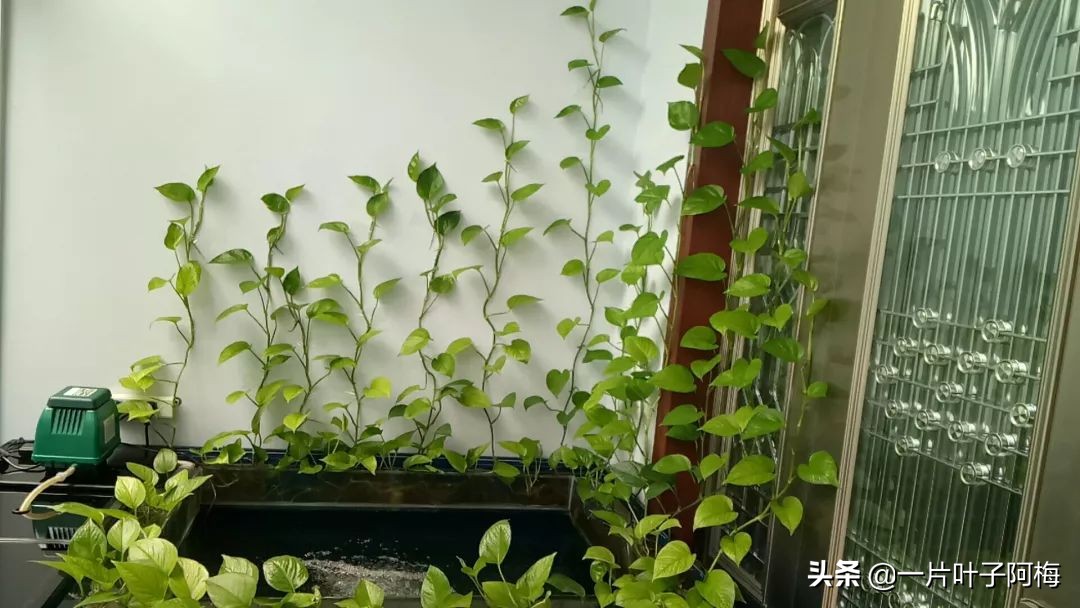 鱼缸不一定只能养鱼，养不活的花丢鱼缸里，沾水立马就疯长