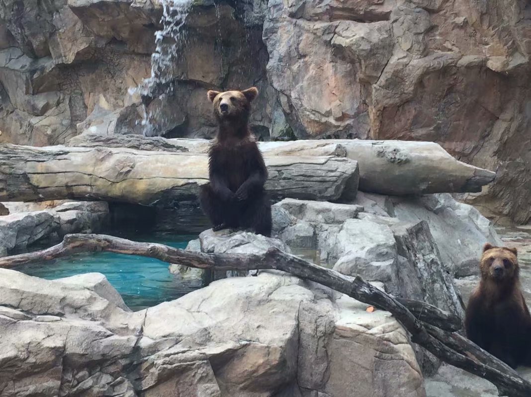 全球最大的长隆海洋公园,沉浸式参观长隆海洋王国