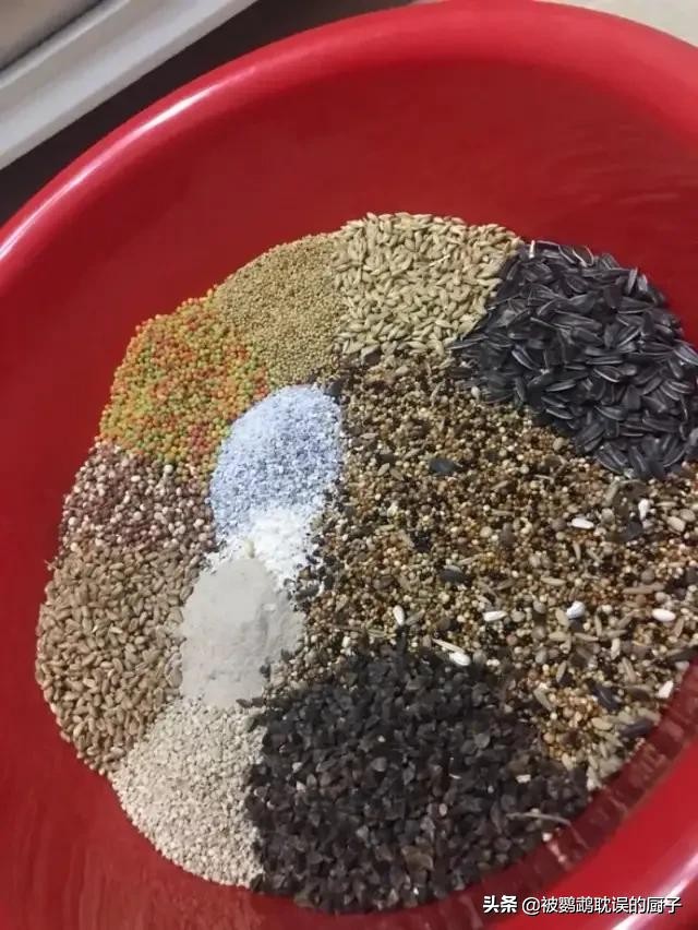 鹦鹉防止生病吃什么好得快,鹦鹉应该准备什么日常预防的药