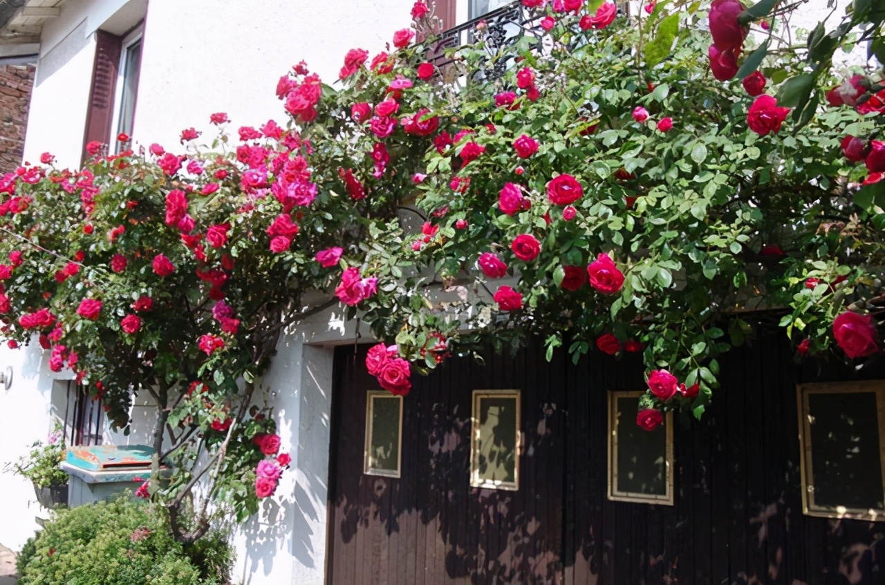 适合院子有藤的花,适合做花墙的藤本月季推荐