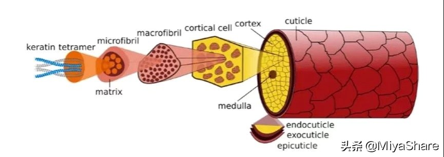 减少头屑头油的最好方法,头油头痒没有头皮屑怎么办