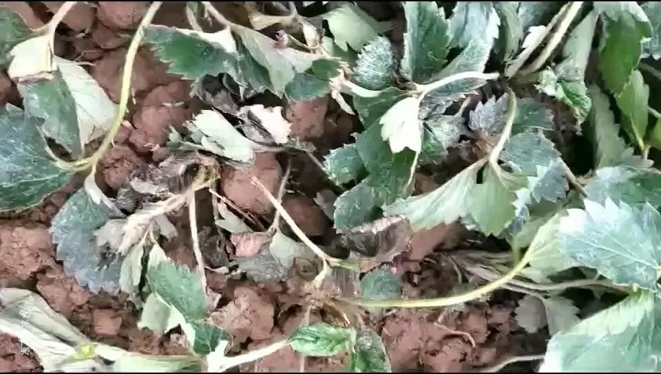 草莓移栽后死苗是什么原因,草莓预防死苗灌根最佳配方