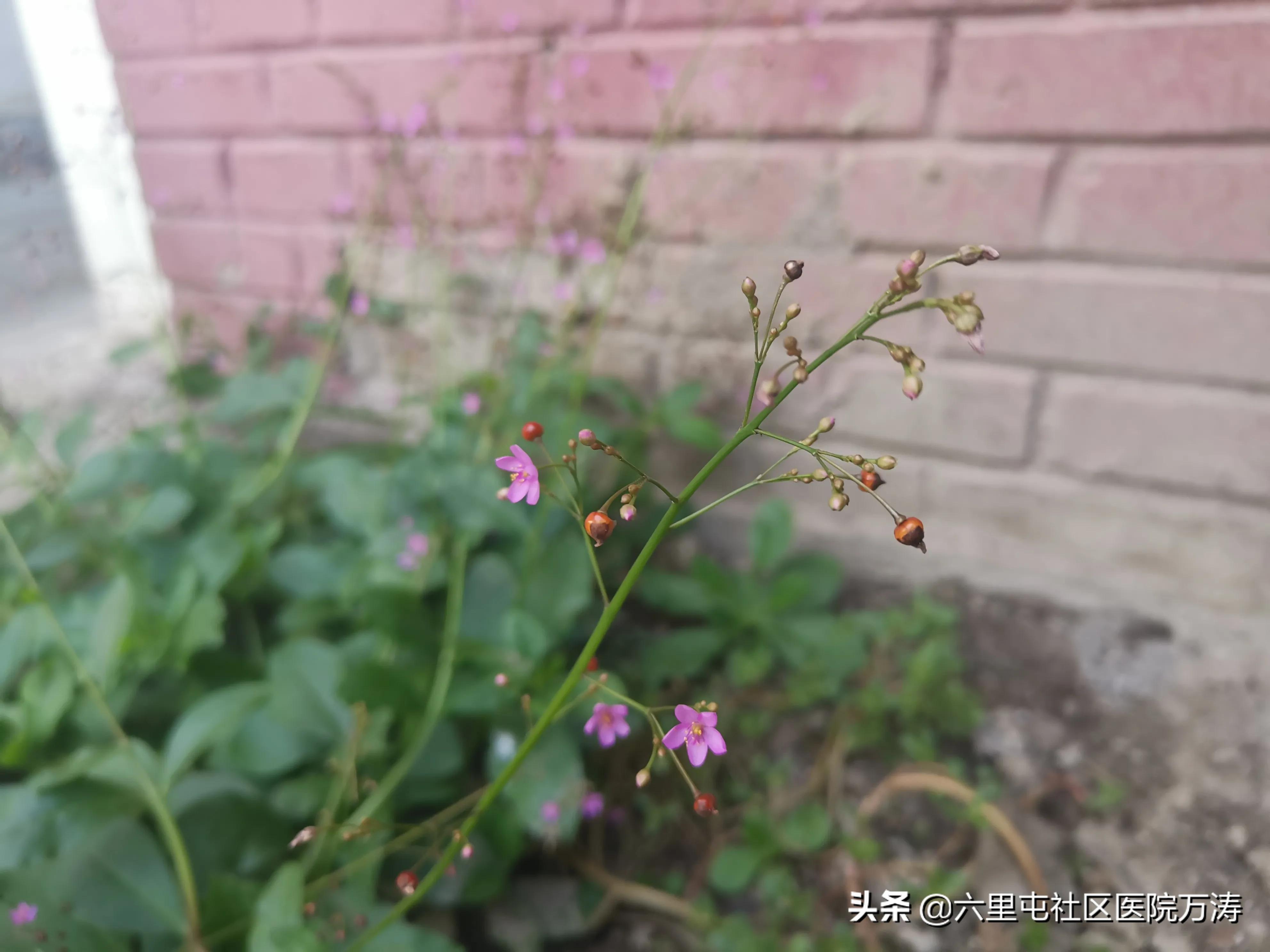 中药材假人参,中药红人参