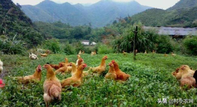 养鸡的利润与成本真实科普,现在养鸡的成本和利润是多少