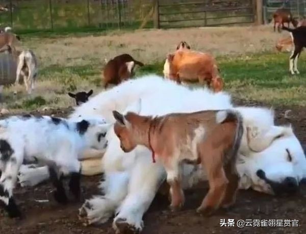 一窝小羊因主人贪吃失去母爱，被两只狗狗养大了，发生转基因了？