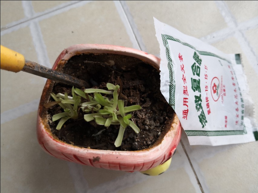 养吊兰的时候新手要注意哪些问题,吊兰养殖方法如何给吊兰换盆