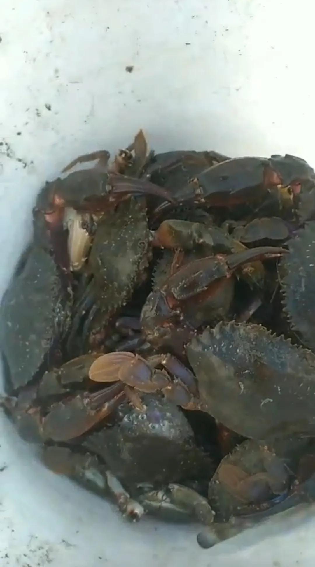 庄河黑岛赶海地点,庄河黑岛赶海潮汐表