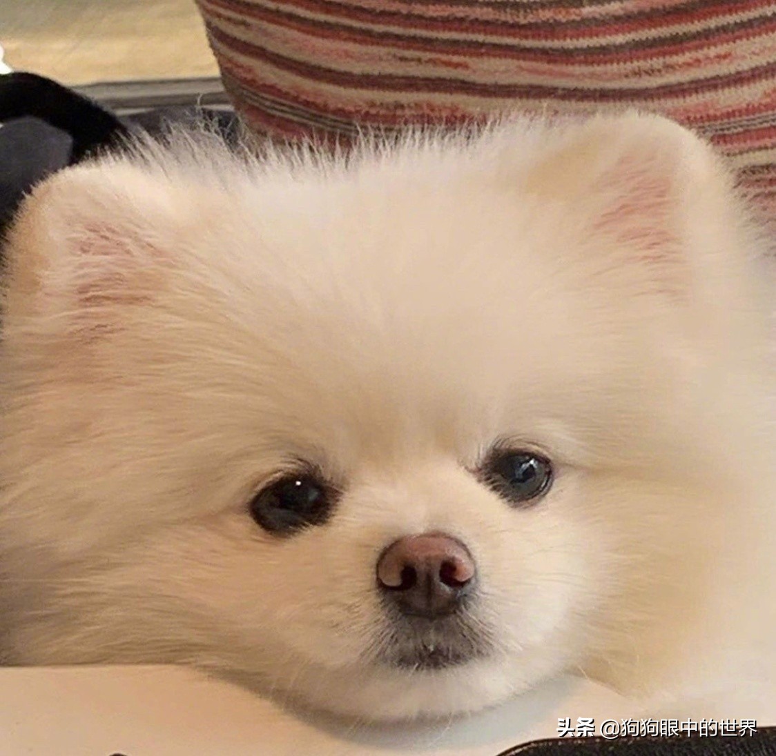 流浪狗治愈抑郁症,没想到自己竟然得了重度抑郁症