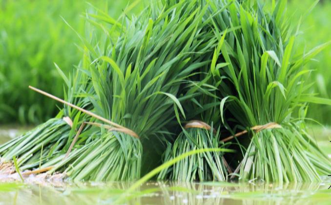 芒种蝉鸣夏始忙青梅初可烹,芒种伊始仲夏已至
