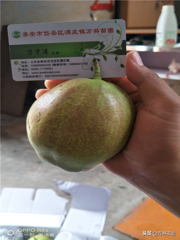 有一种新品种梨树叫黑梨树,柱状梨树图片欣赏梨树新品种