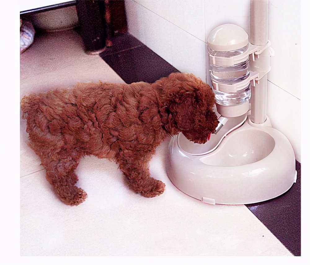 泰迪幼犬吃什么牌子的狗粮好,新手须知泰迪幼犬狗粮喂多少