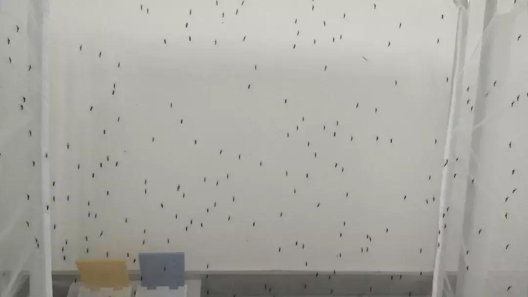 温州蚊子怎么这么多,蚊子警报