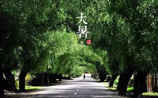 24节气适合喝什么茶,一年最热的节气宜喝什么茶