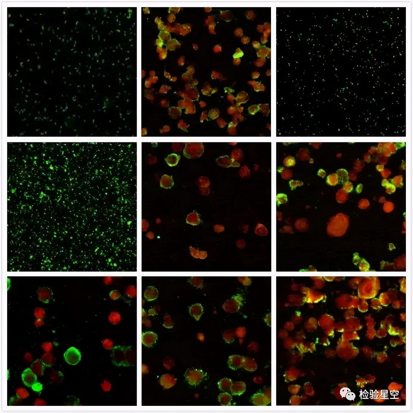 呼吸道九联检的临床意义
