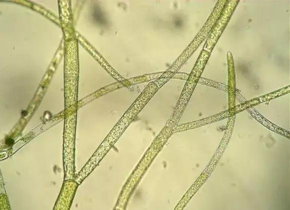 鱼类水产养殖需要哪些藻类,水产养殖显微镜下各种藻类