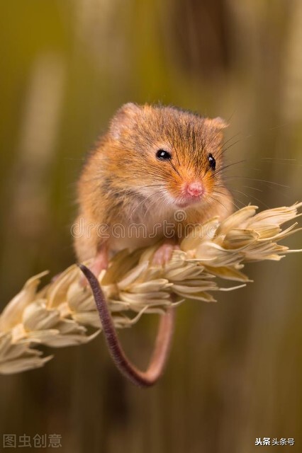 老鼠为什么会咬粘鼠板,老鼠用粘鼠贴怎么灭