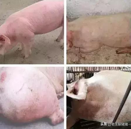 春季虫咬皮炎图片大全,春季皮炎加重