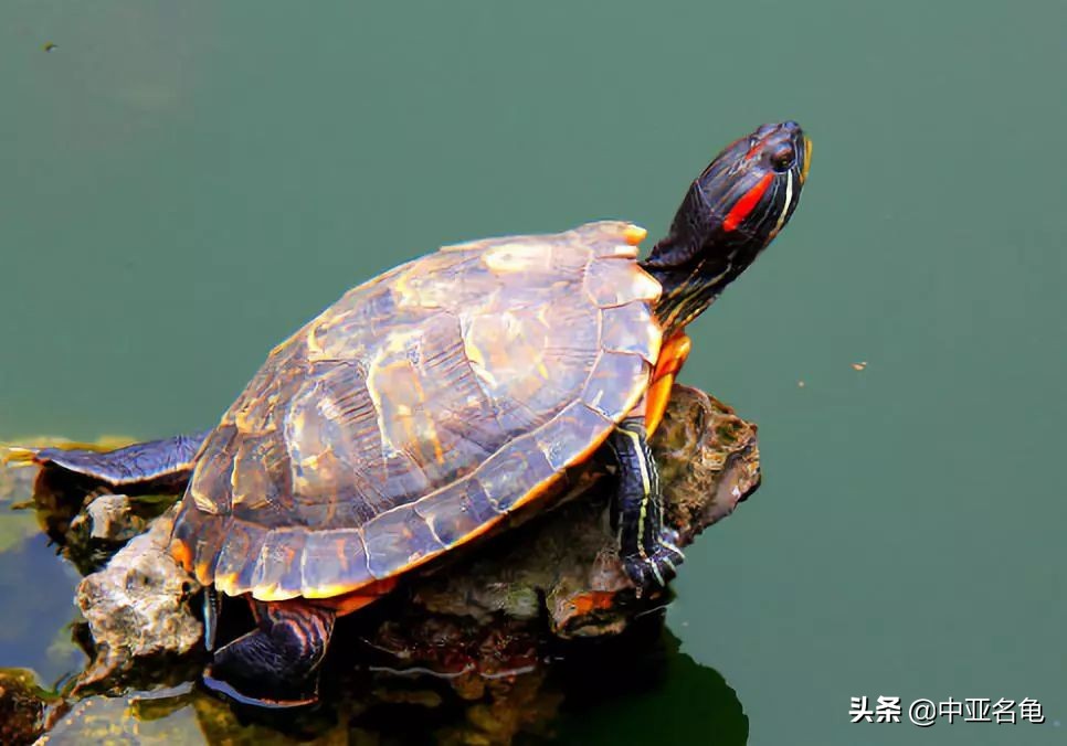 养龟推荐新手养法,养龟小知识学完后秒变养龟达人