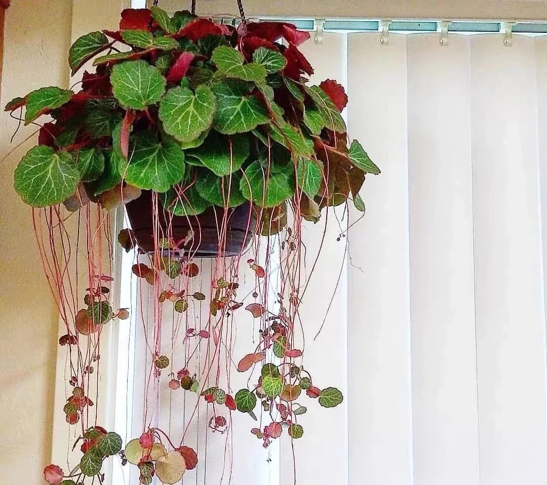 推荐4种垂吊花，不开花也好看，家里养几盆，呼呼长成绿窗帘