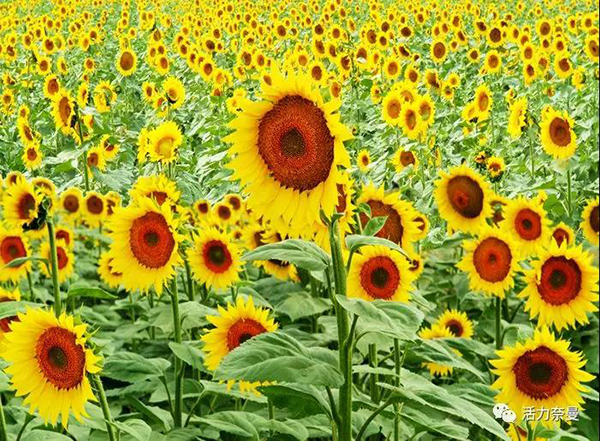 45万奈曼人的名片，太漂亮了！除了中华麦饭石你还知多少？