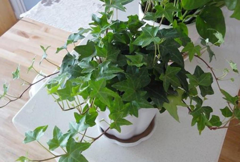 净化空气甲醛最怕的十种花,可以开花净化甲醛的盆栽