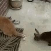 能不能养宠物鼠狗兔猫,能不能养宠物鼠猫狗呢