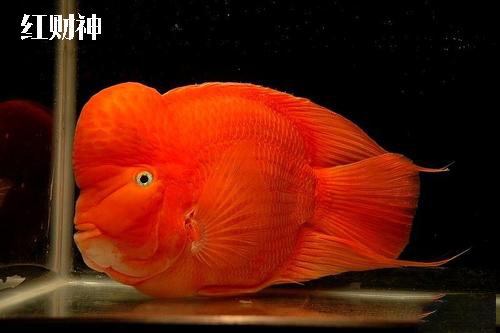 鹦鹉鱼是最容易饲养的观赏鱼,超级好养的鹦鹉鱼有哪些