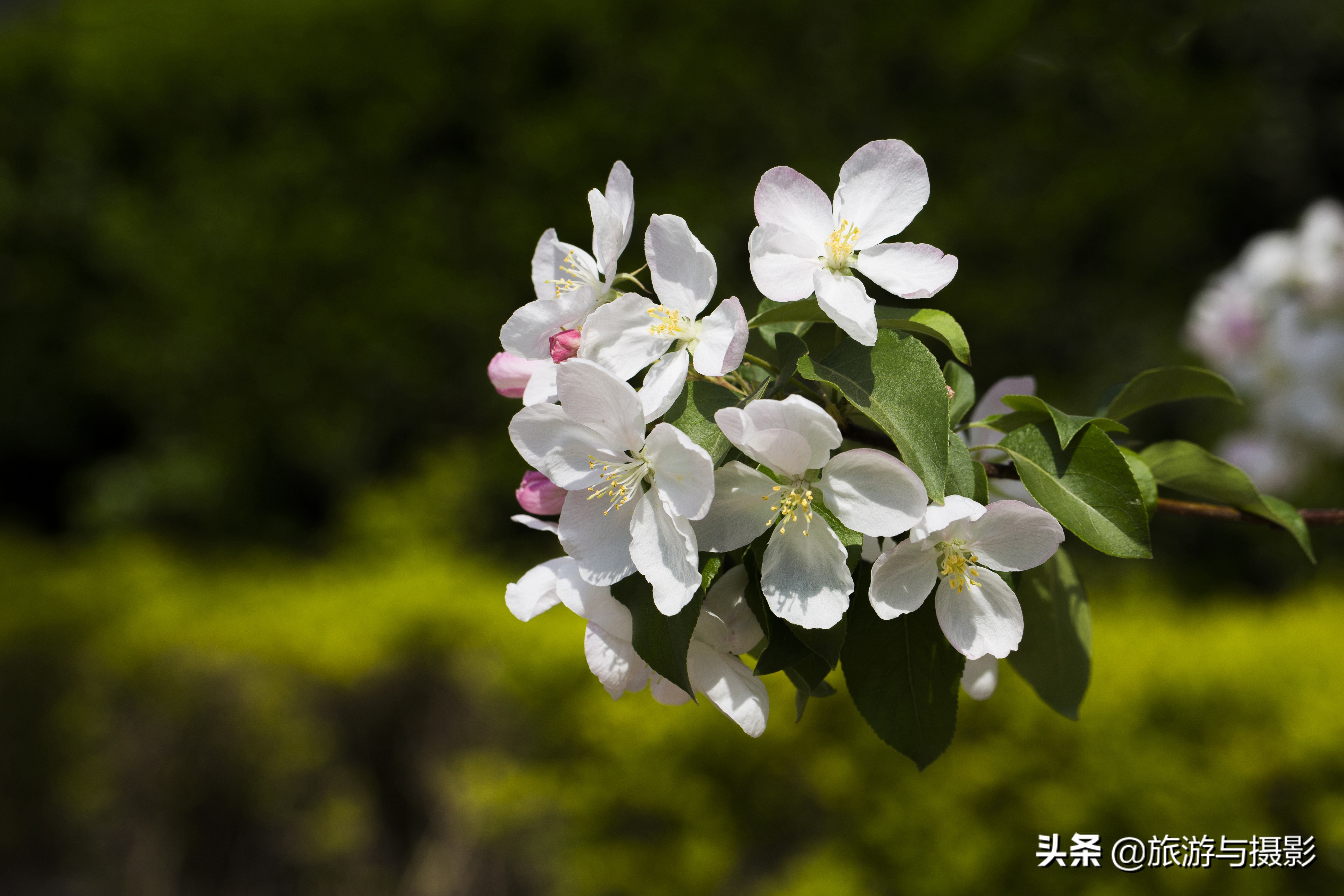 海棠花诗七绝,南宋海棠花图古诗