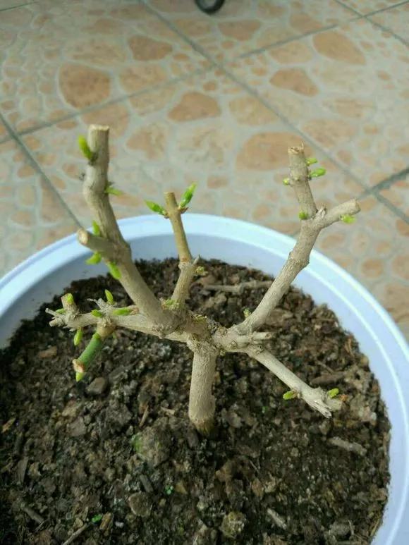 买了老桩绣球怎么办,老桩一般要养多久才会开花