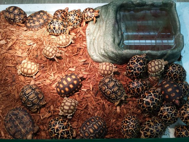 高背陆龟乌龟,饼干陆龟幼龟