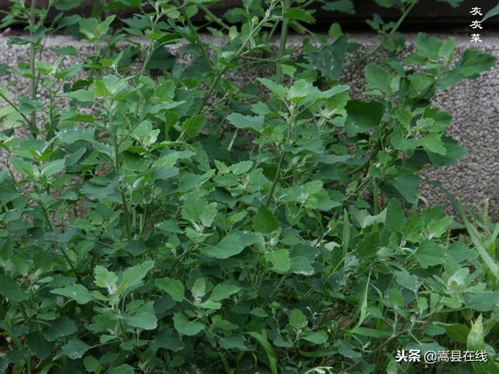 农村比较常见的中草药,农村不可碰的十种草药