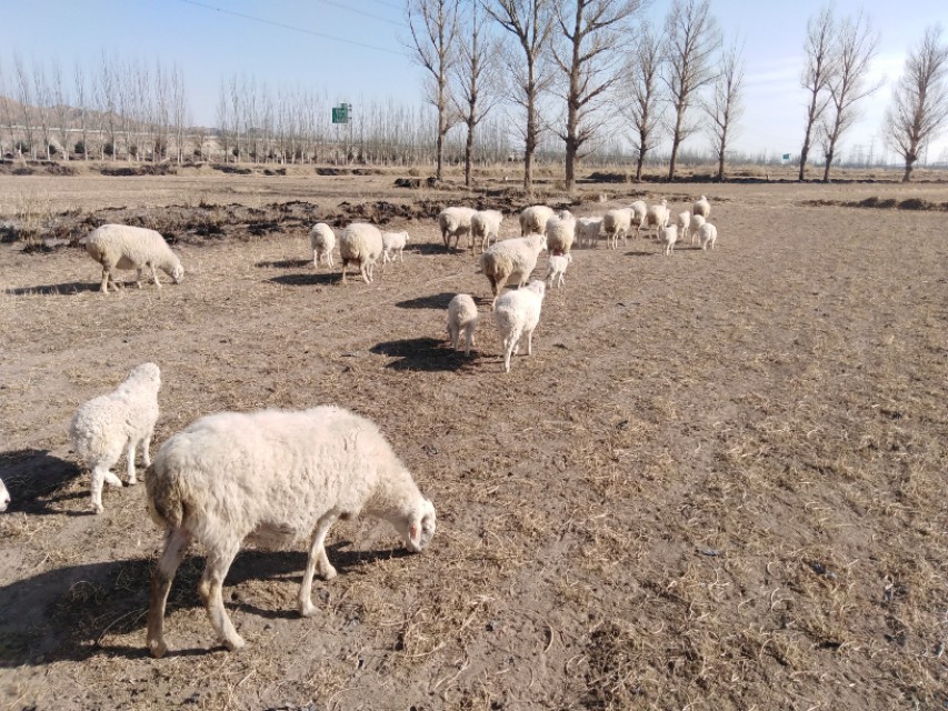 妊娠期母羊保胎是关键，老养殖户总结的这5点，实用又简单