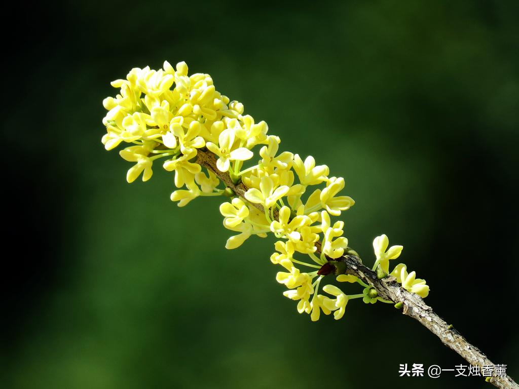 调香师必备精油用法大全,调香精油调配方法