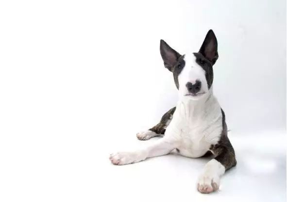 45种名犬大全,72种名犬图片附介绍