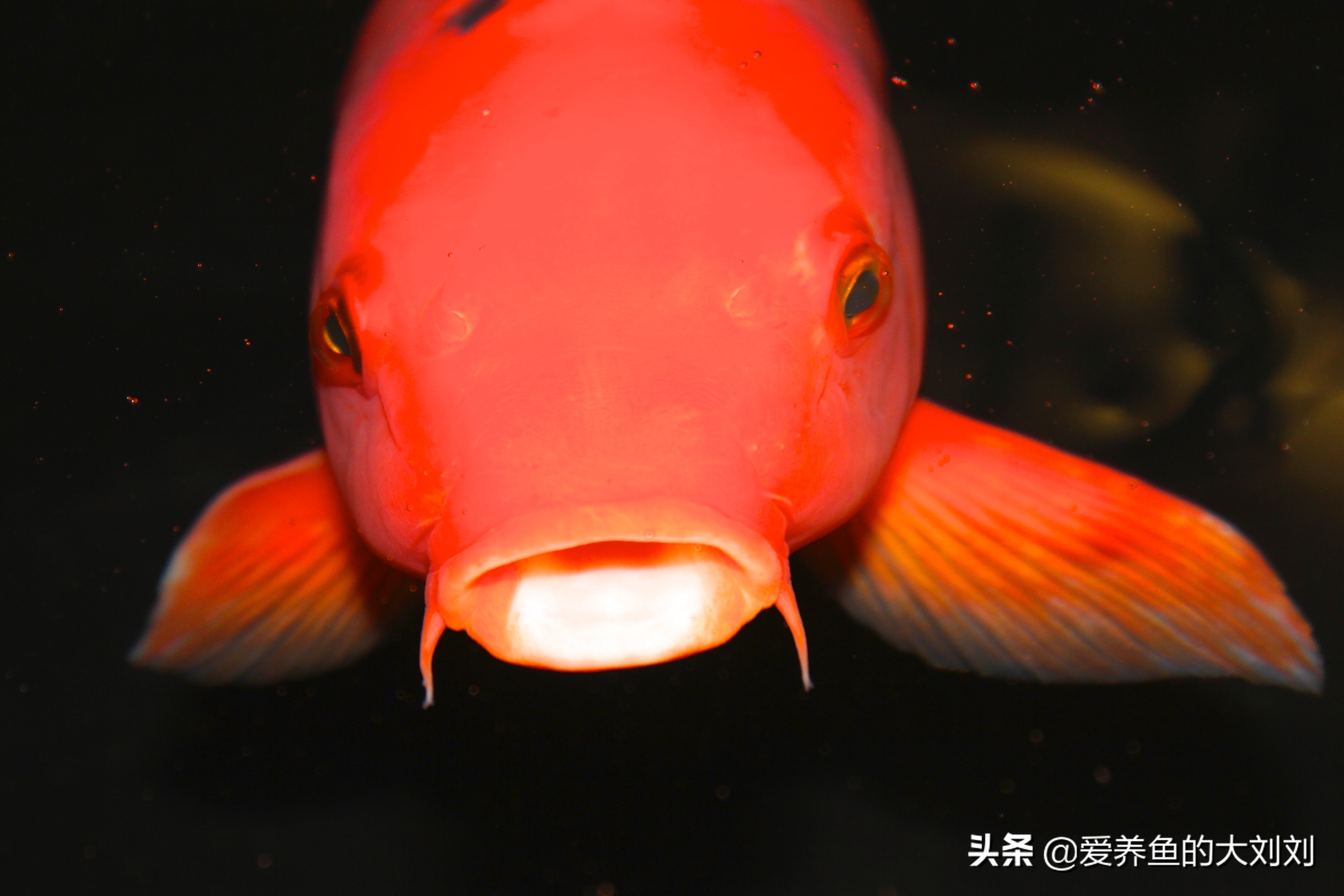 观赏鱼喂多了,观赏鱼喂多了就死鱼