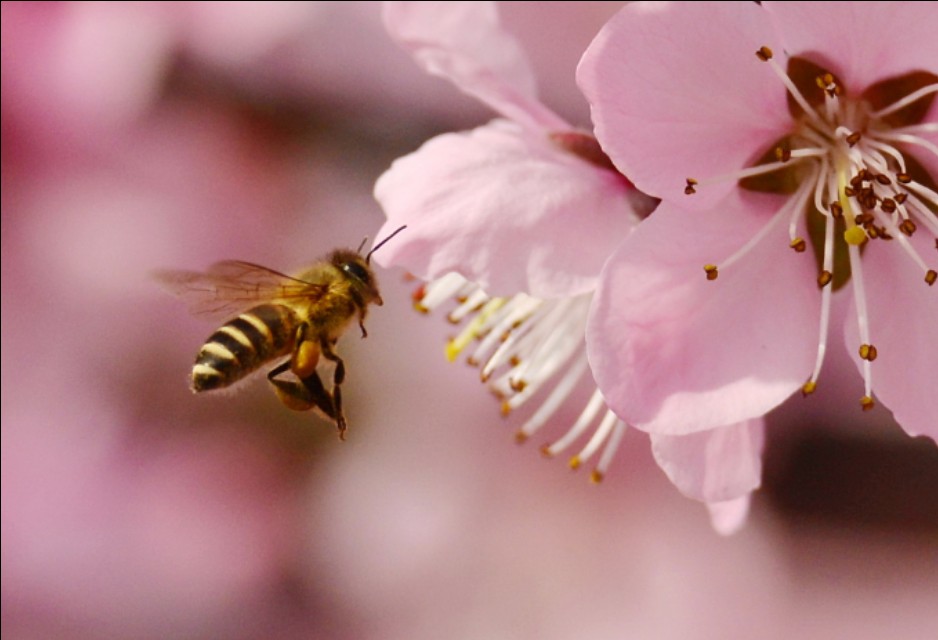 蜜蜂的美丽高清图片大全,蜜蜂高清照