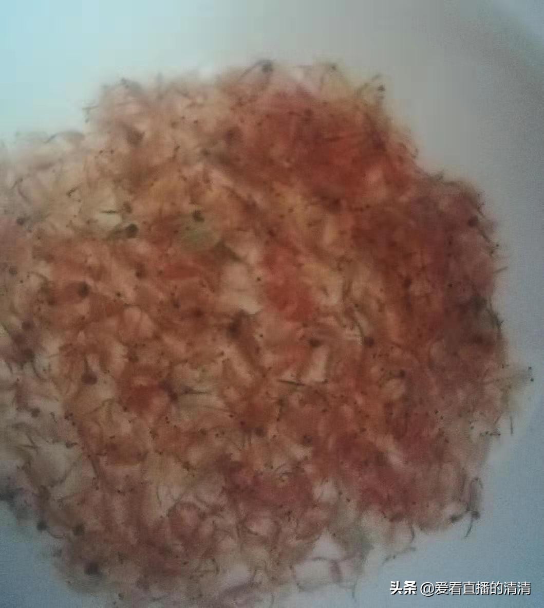 养七彩要准备什么,七彩可以单养吗