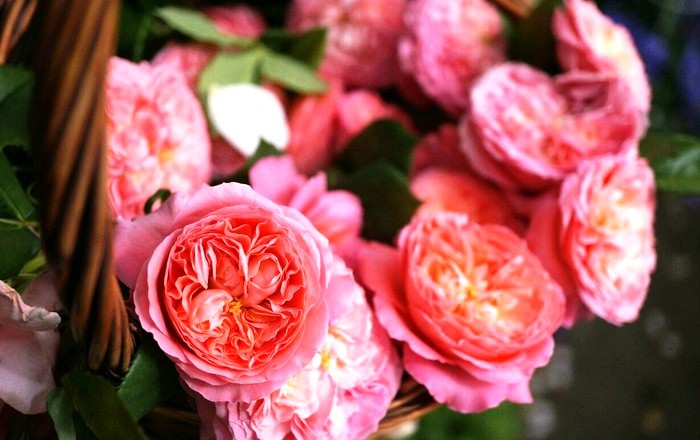 心灵鸡汤经典语录短句正能量,经典走心的心灵鸡汤语录句句精辟