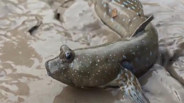 霞浦岐山村做跳跳鱼,霞浦滩涂捕捉跳跳鱼