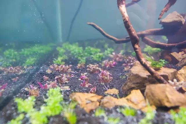 本色水景水草造景培训,本色水景水草培训