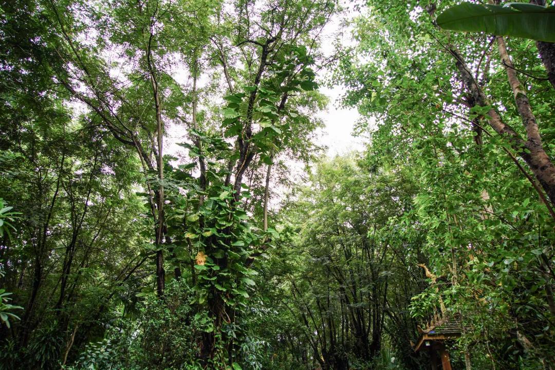 打卡中老铁路,曼听公园网红打卡景点